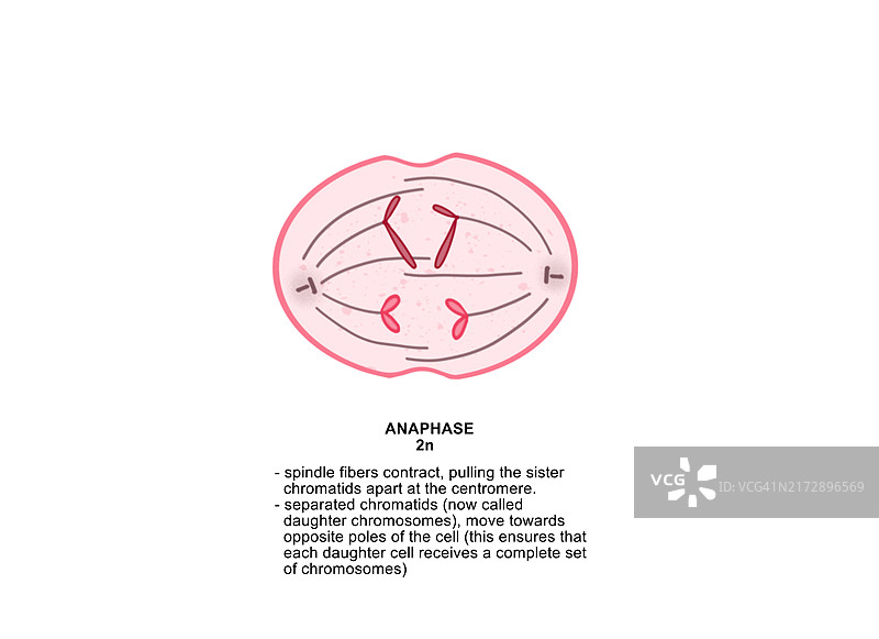 后期, 插图图片素材