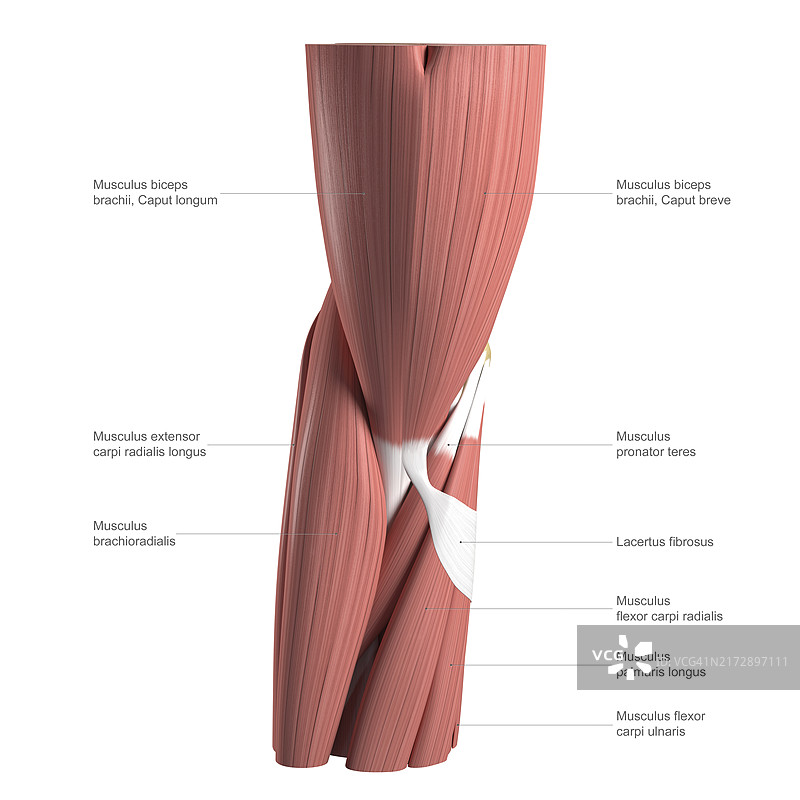 带标签的肘部解剖图图片素材