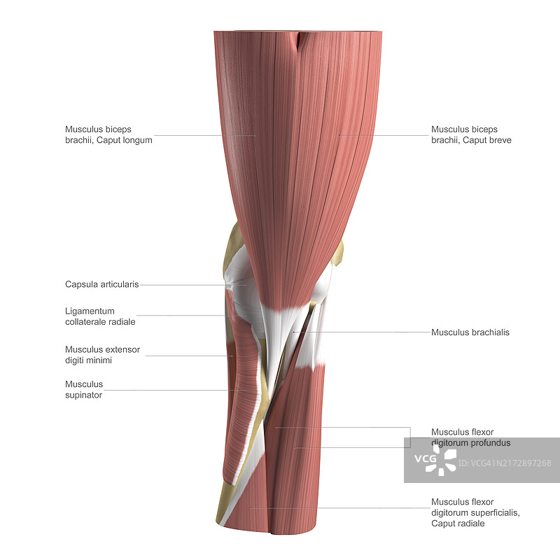 带标签的肘部解剖图图片素材