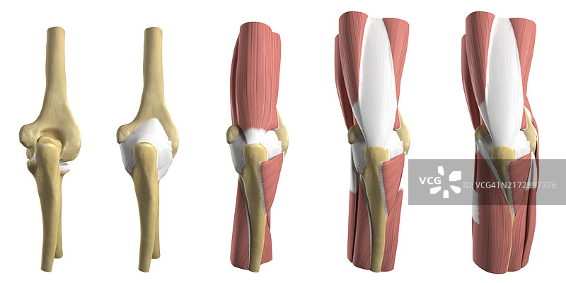 肘部解剖结构图图片素材