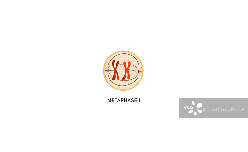 减数分裂I中期I图示图片素材