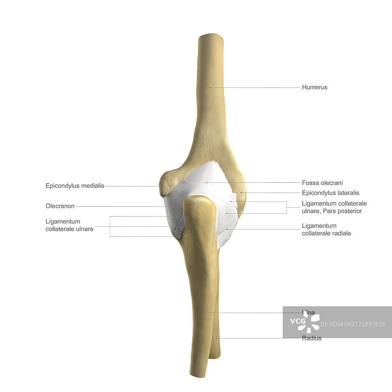 带标签的肘部解剖图图片素材
