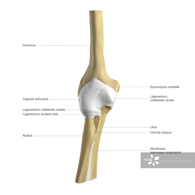 带标签的肘部解剖图图片素材