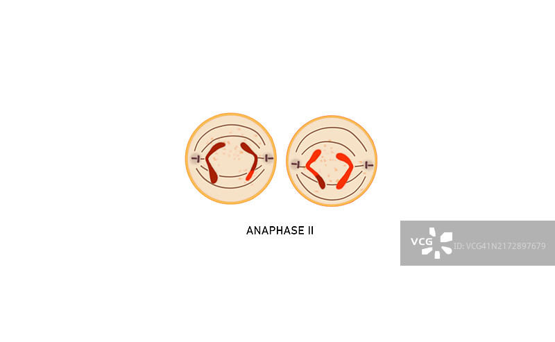减数分裂II后期II，图示图片素材