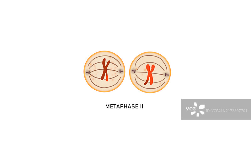 减数分裂II中期II，图示图片素材
