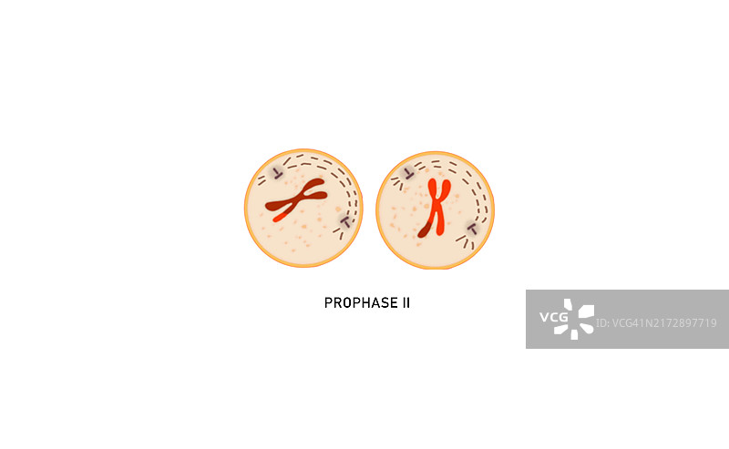 减数分裂II前期II，图示图片素材