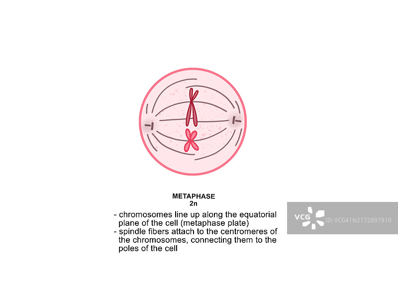有丝分裂中期插图图片素材