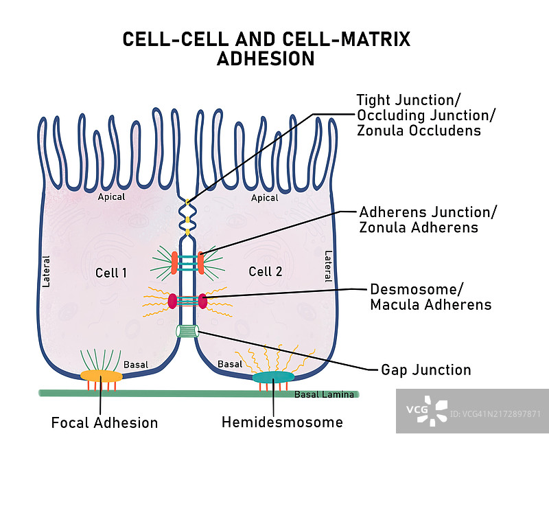细胞间及细胞-基质粘附连接示意图图片素材