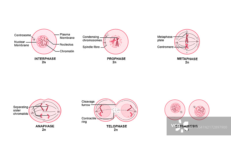有丝分裂，图示图片素材