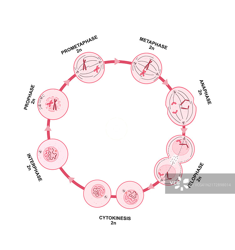 有丝分裂，图示图片素材