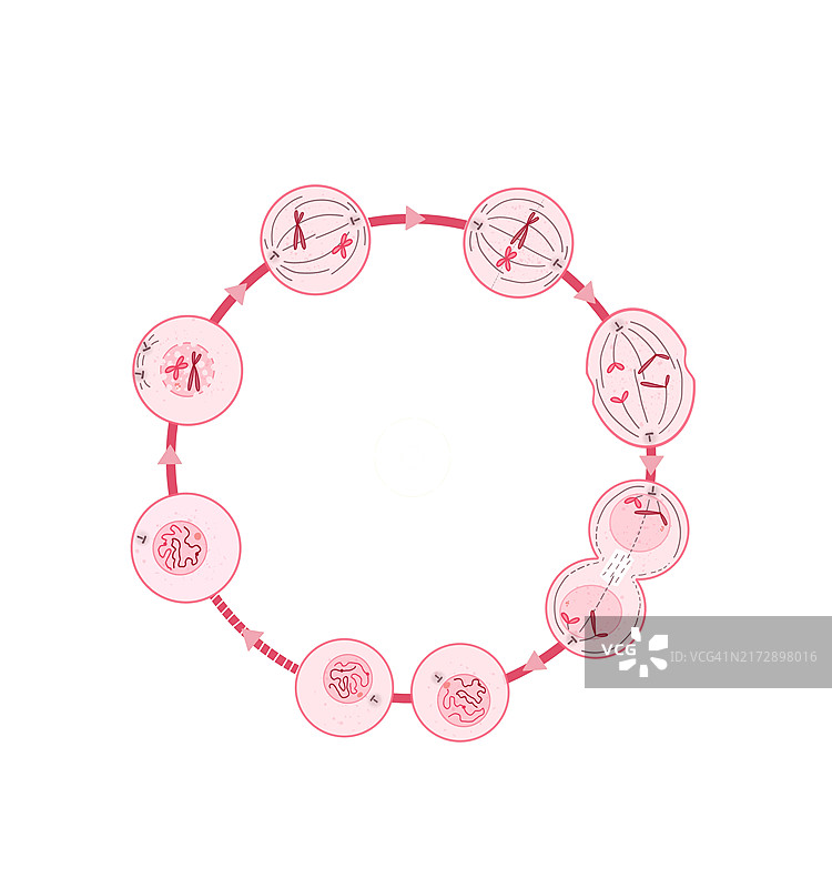 有丝分裂，图示图片素材