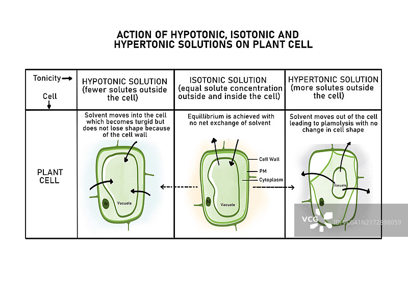 植物细胞中的渗透作用示意图图片素材