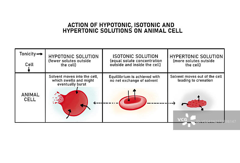红细胞内的渗透原理图图片素材