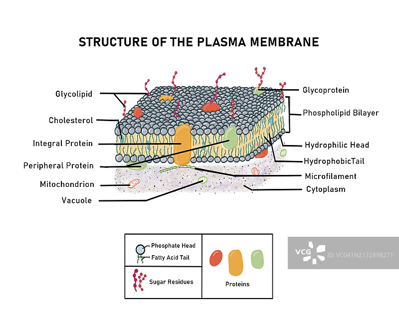 血浆膜流体镶嵌模型插画图片素材