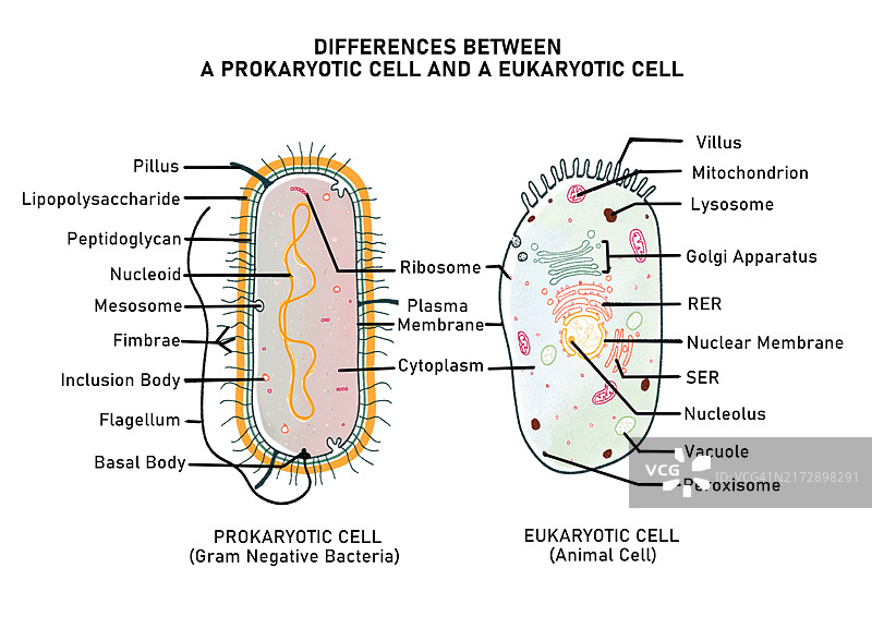 原核细胞和真核细胞对比图图片素材
