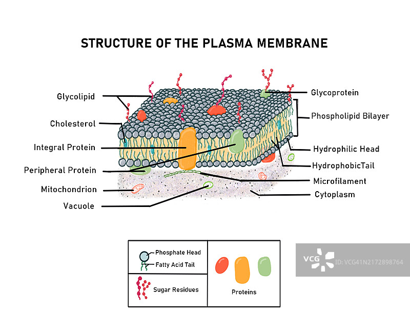 血浆膜流体镶嵌模型插画图片素材