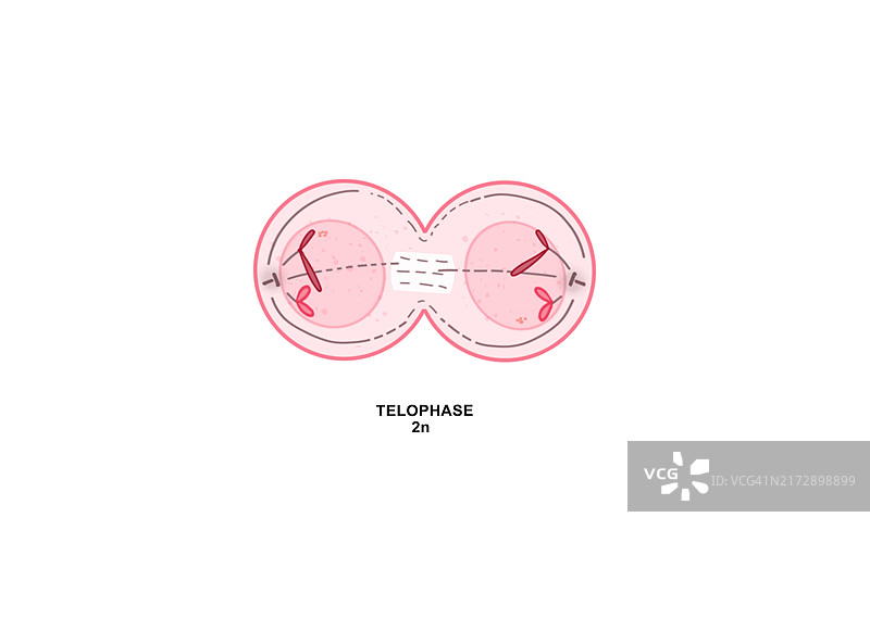 有丝分裂末期图示图片素材