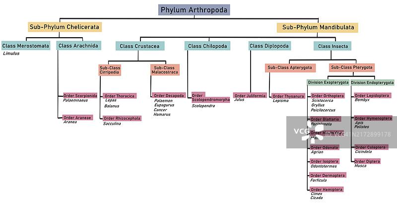 节肢动物门分类图示图片素材