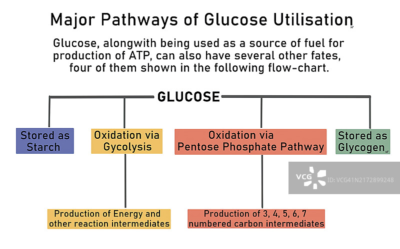 葡萄糖利用的主要途径图片素材