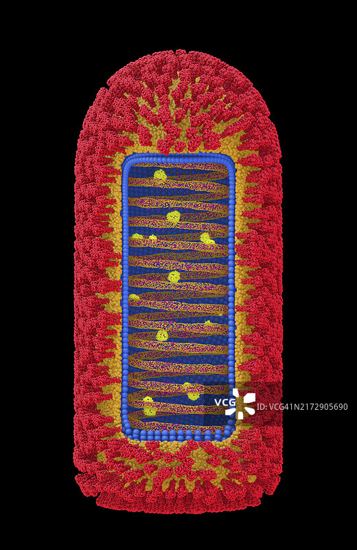 昌迪普拉病毒结构示意图图片素材