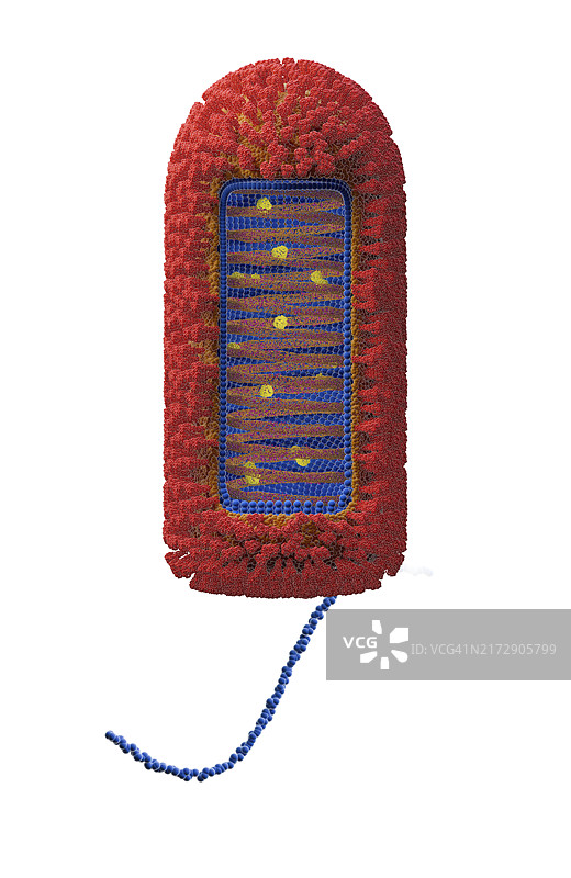 昌迪普拉病毒结构示意图图片素材