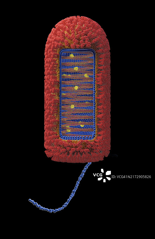 昌迪普拉病毒结构示意图图片素材