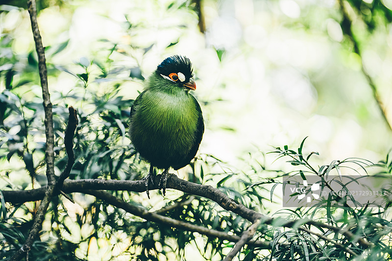 原产于非洲的异域鸟类：几内亚绿蕉鹃图片素材