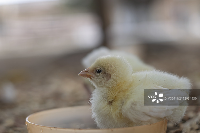 碗里的小鸡图片素材