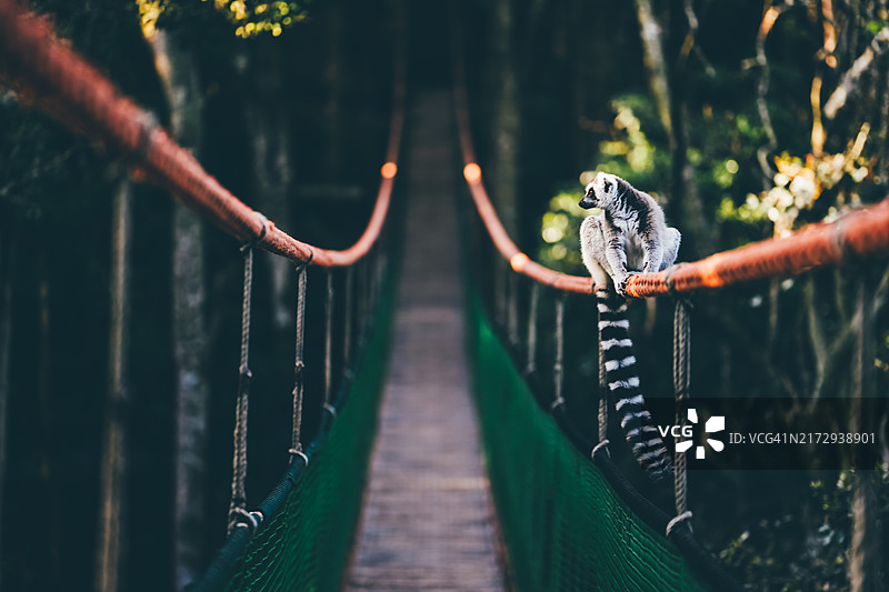 坐在吊桥上的狐猴图片素材