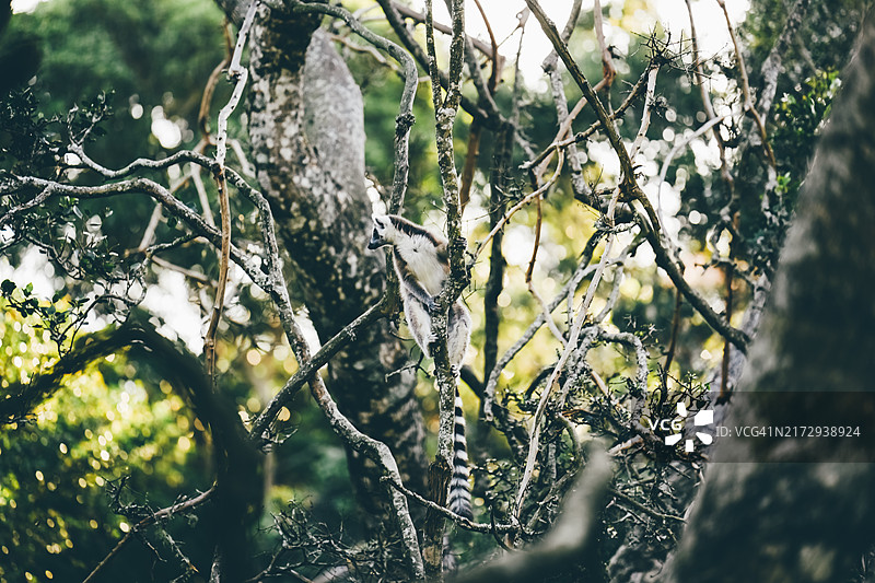 环尾狐猴栖息林中树上图片素材