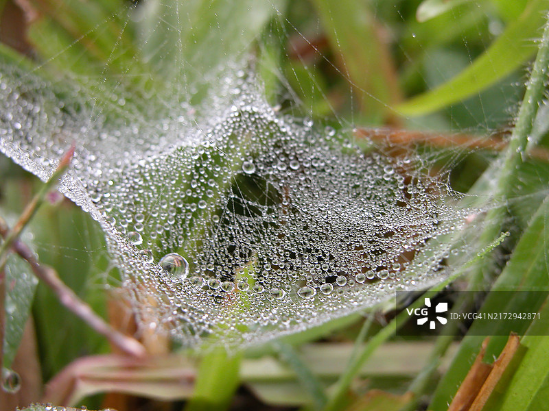蜘蛛网图片素材