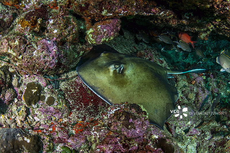 南部黄貂鱼图片素材