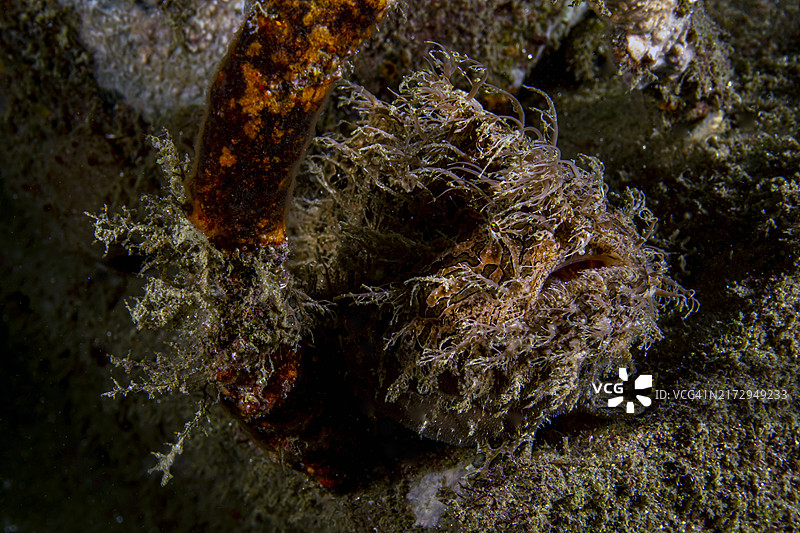 丝带躄鱼图片素材