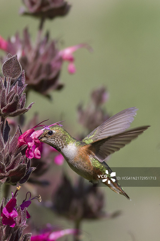 棕煌蜂鸟在蜂鸟鼠尾草花上觅食图片素材