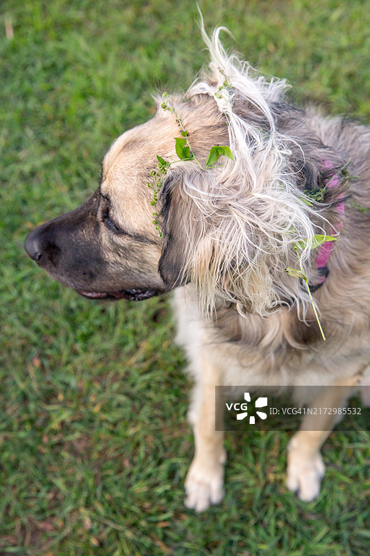 狗狗身上的毛刺，户外脏乱的狗狗图片素材