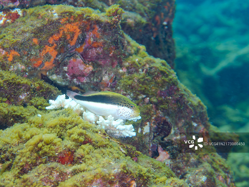 日本静冈县南伊豆中木町平izo浜海滩的鹿角珊瑚和黑缘䲢。（2024年8月）图片素材