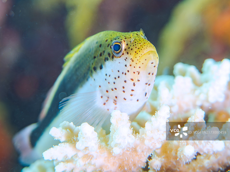 日本静冈县南伊豆中木町平izo浜海滩的鹿角珊瑚和黑缘䲢。（2024年8月）图片素材