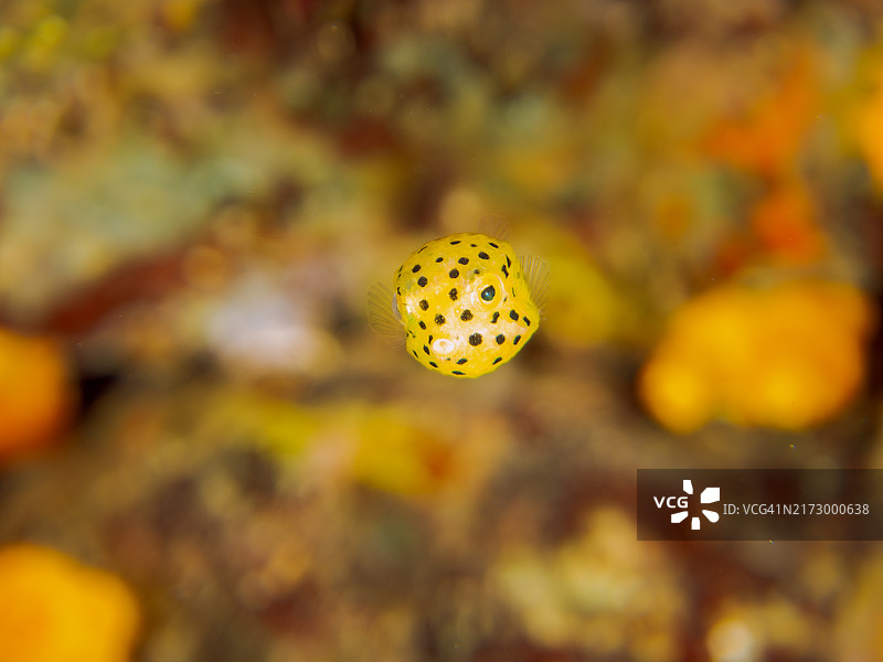 可爱的箱鲀幼鱼图片素材