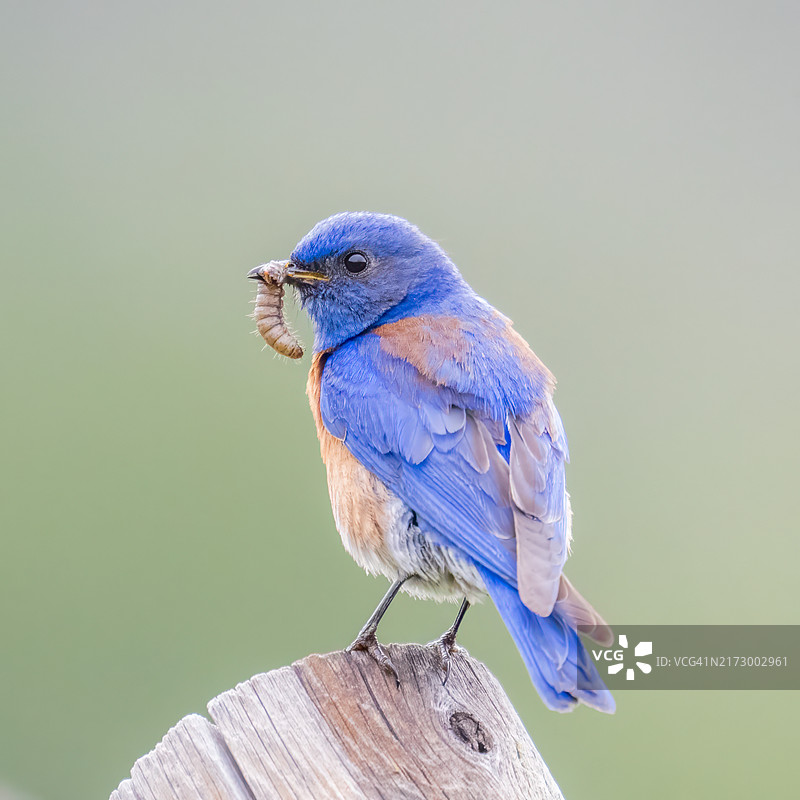 带着食物的西方蓝知更鸟图片素材