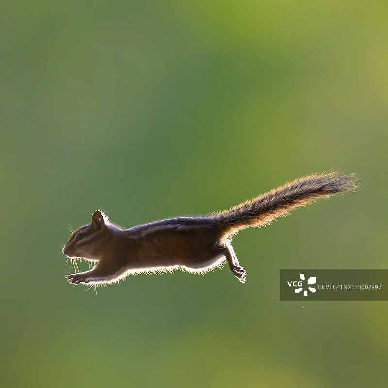 跳跃的花栗鼠图片素材