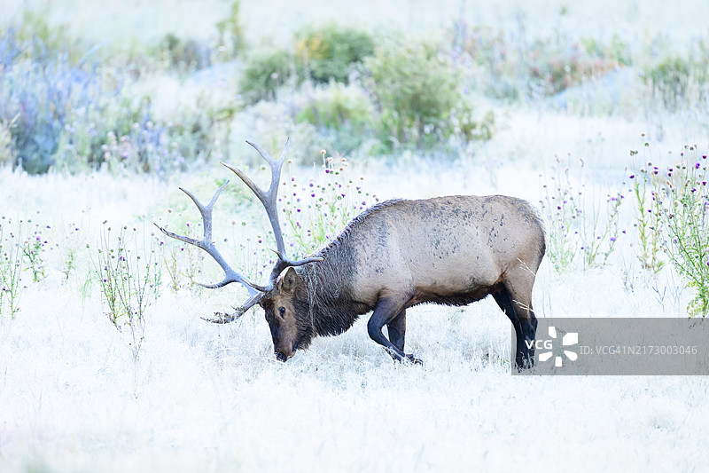 野花丛中的雄麋图片素材