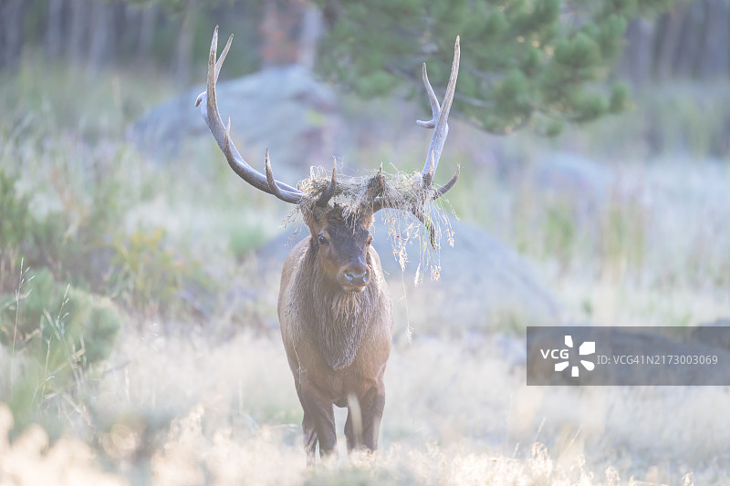 头戴装饰的逼近的公麋鹿图片素材
