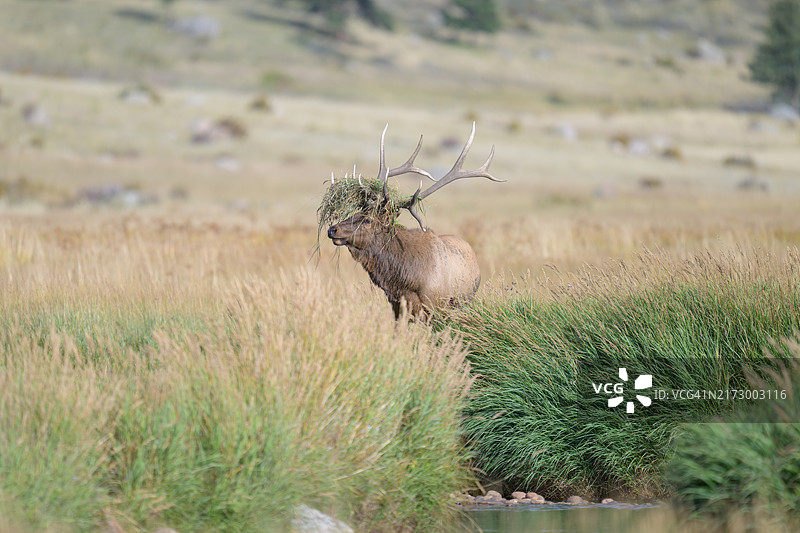 हेडपीस के साथ एल्क图片素材