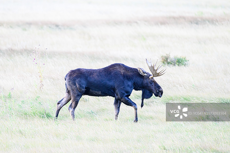 漫步的驼鹿图片素材