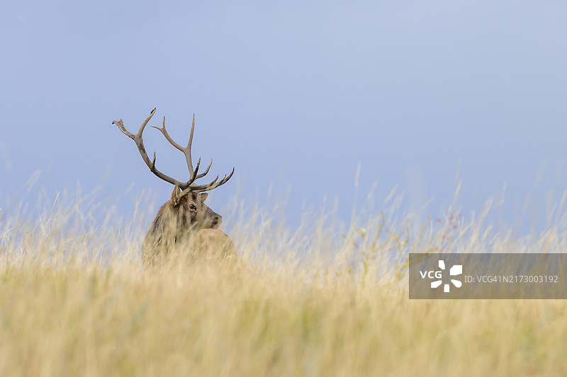 高草丛中的麋鹿图片素材