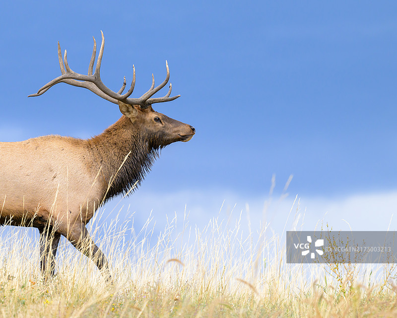 云端麋鹿图片素材