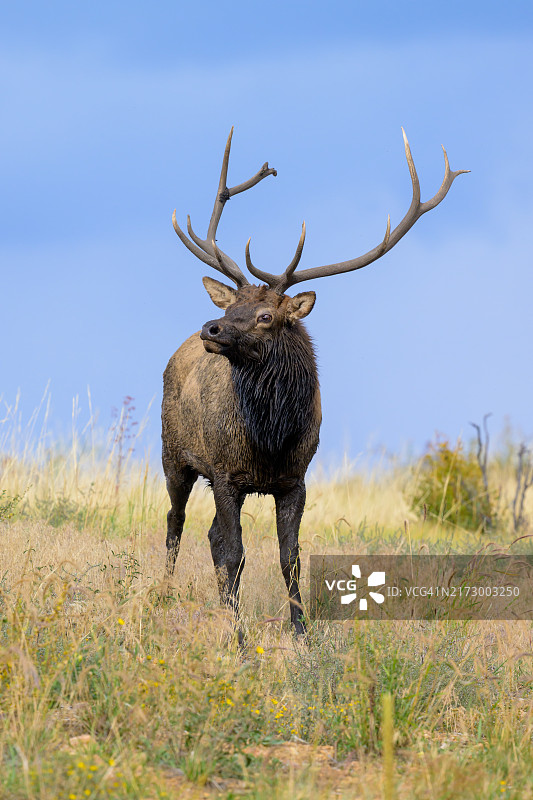 雄性麋鹿图片素材