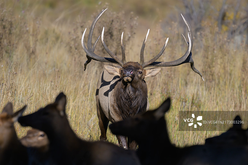 麋鹿为后宫表演图片素材