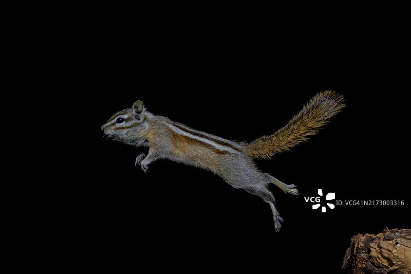 跳跃的花栗鼠图片素材