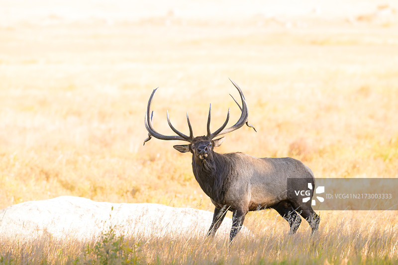 表情滑稽的麋鹿图片素材